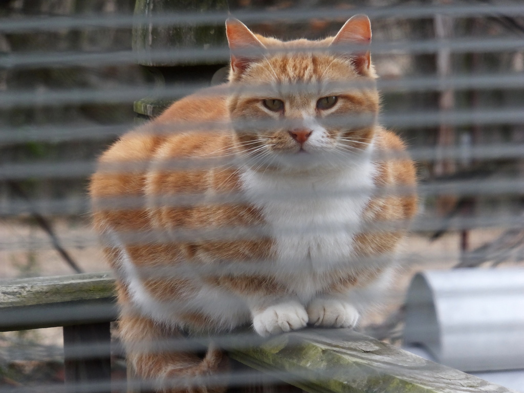 Country Cat - Outside by linnypinny