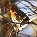 My robin friend by rosiekind