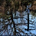 Shorne wood County Park by bizziebeeme