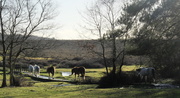 29th Dec 2013 - ponies in the new forest