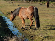 29th Dec 2013 - New Forest pony