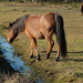 New Forest pony by quietpurplehaze