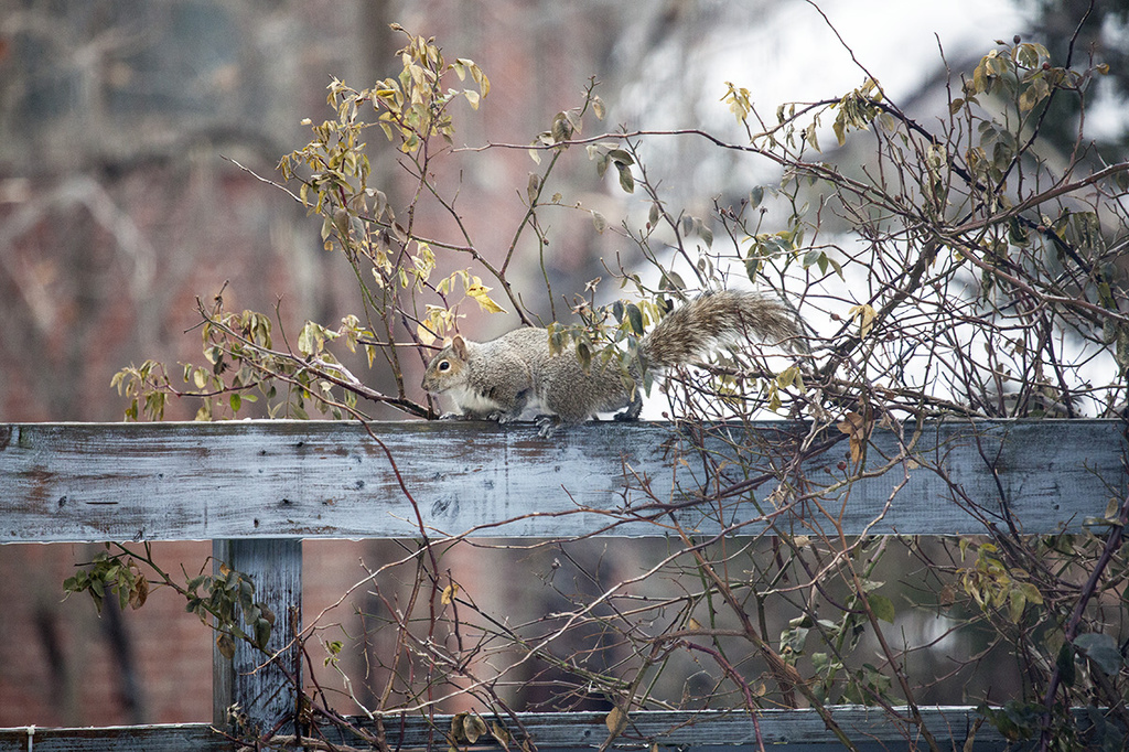 Squirrel Highway by gardencat