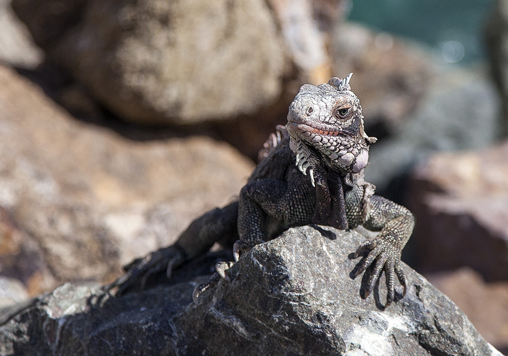 Lounging Lizard by gardencat