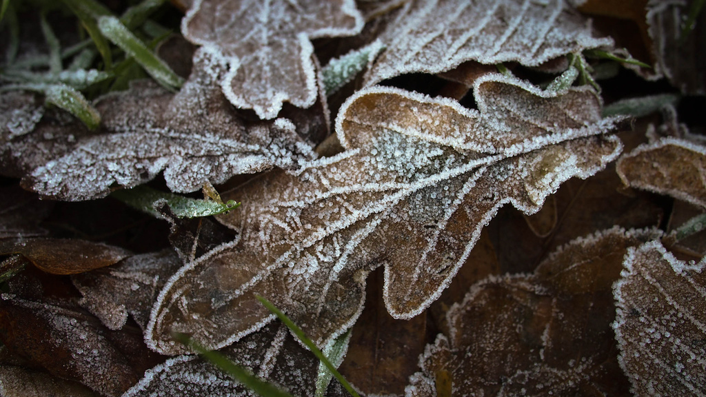Frosted Leaves by bizziebeeme