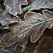 Frosted Leaves by bizziebeeme