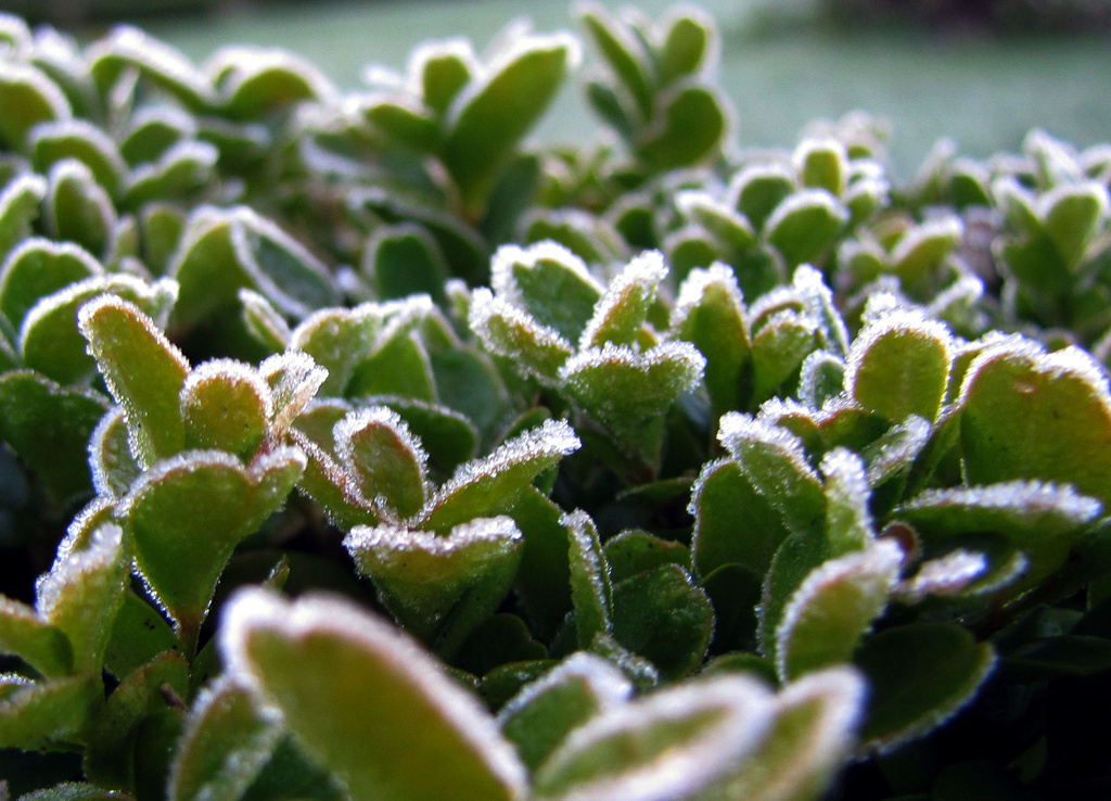frosty buxus by itsonlyart