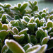 frosty buxus by itsonlyart