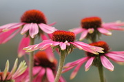 28th Jul 2013 - Echinacea