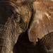 Elephant by leonbuys83