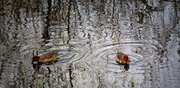 24th Dec 2013 - Reflections and ducks