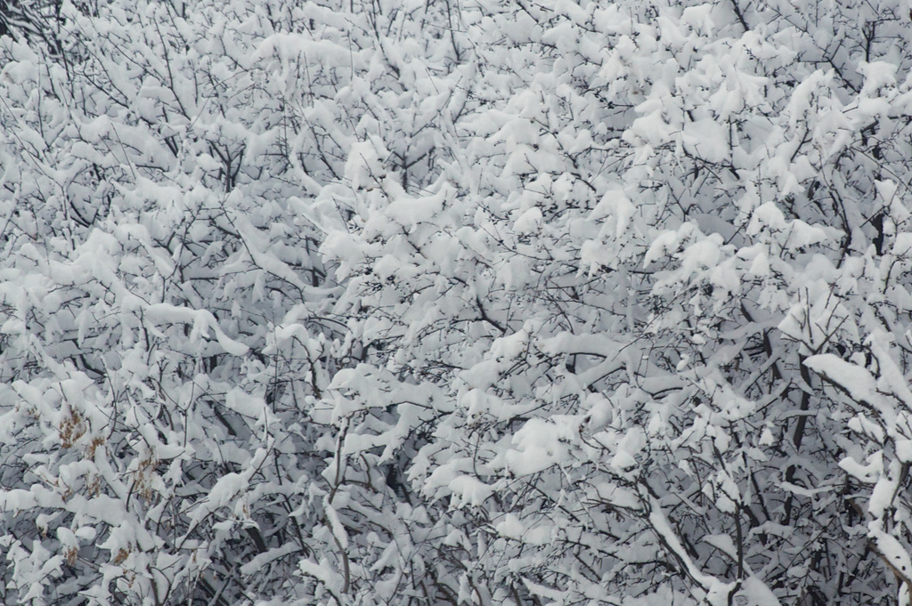 How snowy was it? by jyokota
