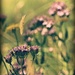 Wildflowers by teodw
