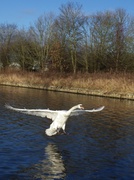 26th Dec 2013 - ♪ And Another Swan Landing Next To Me ♫