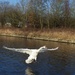 ♪ And Another Swan Landing Next To Me ♫ by bulldog