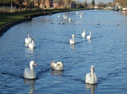 26th Dec 2013 - Dec 26: Seven Swans a-Swimming