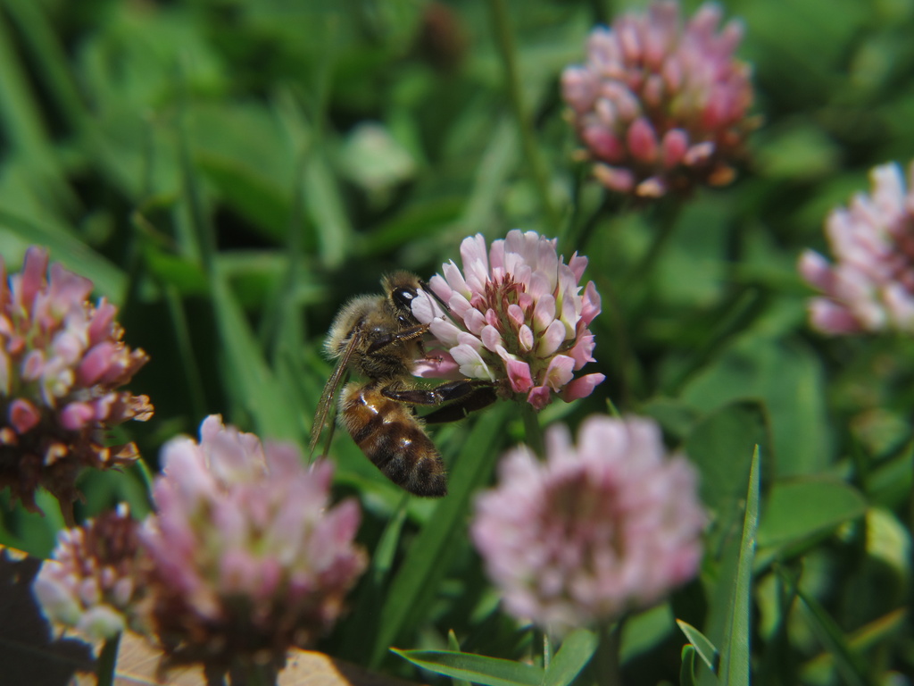 Bee in clover by alia_801