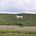 White horse by overalvandaan
