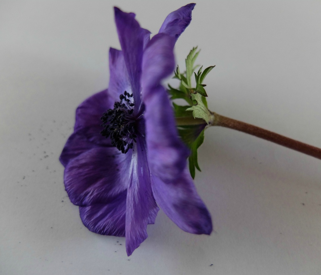 purple anemone by quietpurplehaze