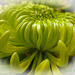 Chrysanthemum by tonygig