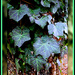 Ivy on the oak by vernabeth