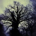 Spooky tree by mattjcuk