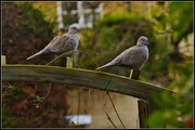 30th Dec 2013 - Two turtle (collared) doves