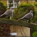 Two turtle (collared) doves by rosiekind