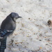 Blue Jay is back too by bruni