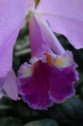 29th Dec 2013 - Orchid love