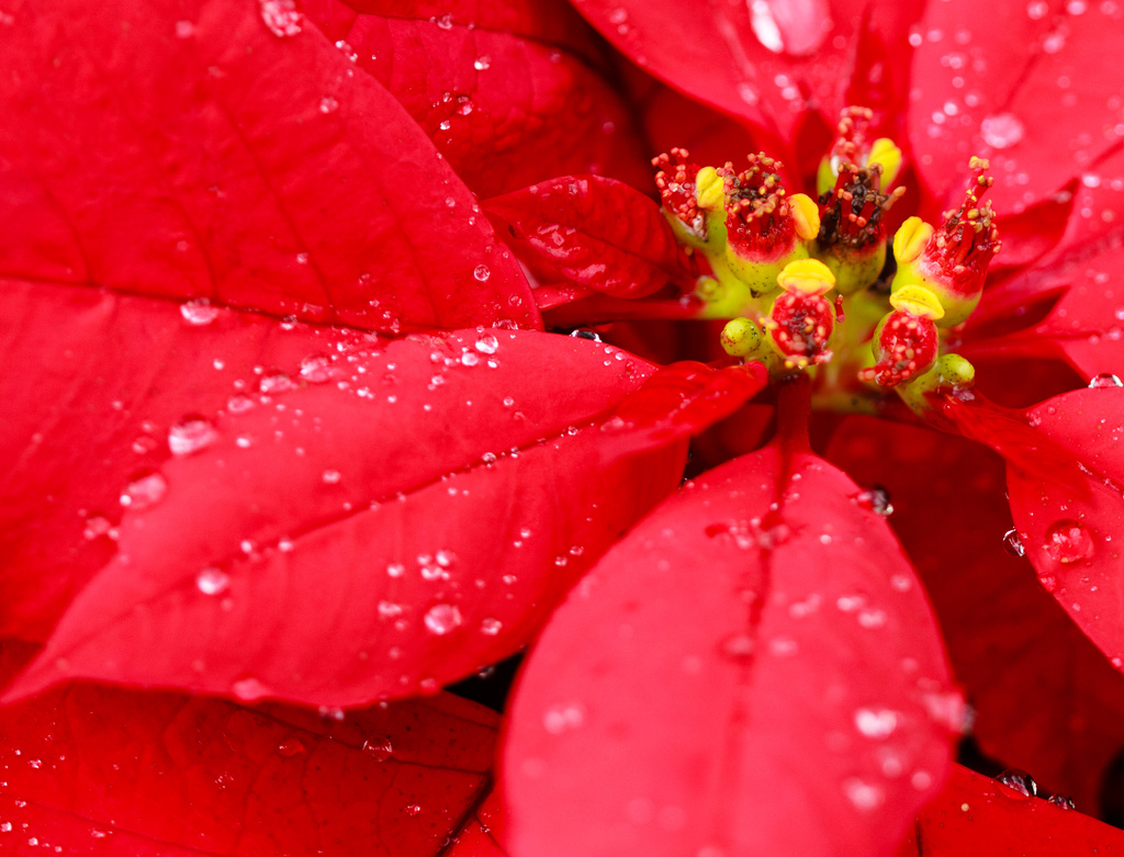 Red Poinsettia by cdonohoue