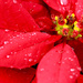 Red Poinsettia by cdonohoue