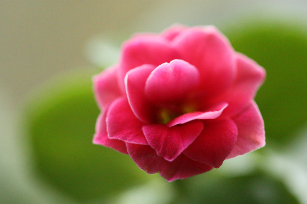 Kalanchoe Bloom by mzzhope