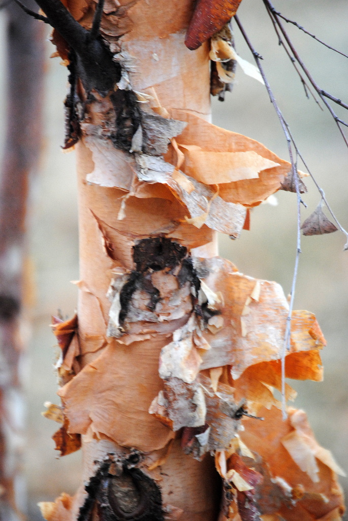 Birch Tree Bark by genealogygenie