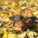 Playing with the leaves by kerristephens