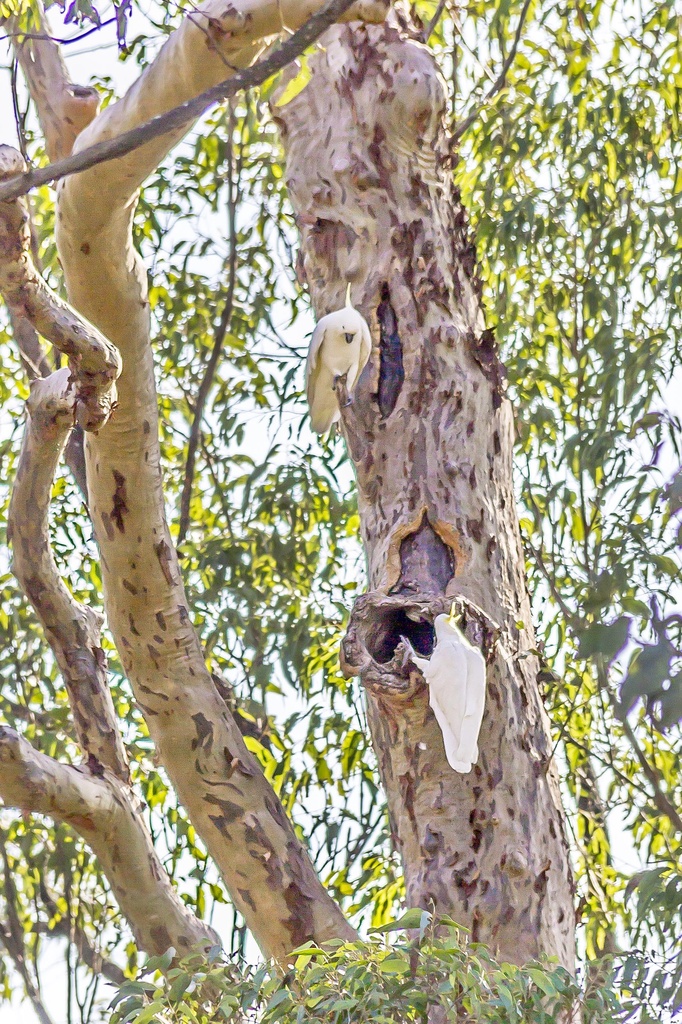 Cockatoo nest by corymbia