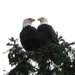Eagle Love by jankoos