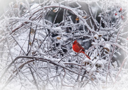 30th Dec 2013 - Winter Cardinal