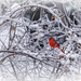 Winter Cardinal by gardencat