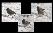 31st Dec 2013 - Poor sparrow
