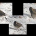 Poor sparrow by bruni