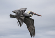 15th Dec 2013 - Pelican Flight