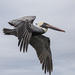 Pelican Flight by gardencat