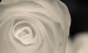 31st Dec 2013 - White rose