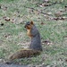 Day 208 Squirrel by rminer
