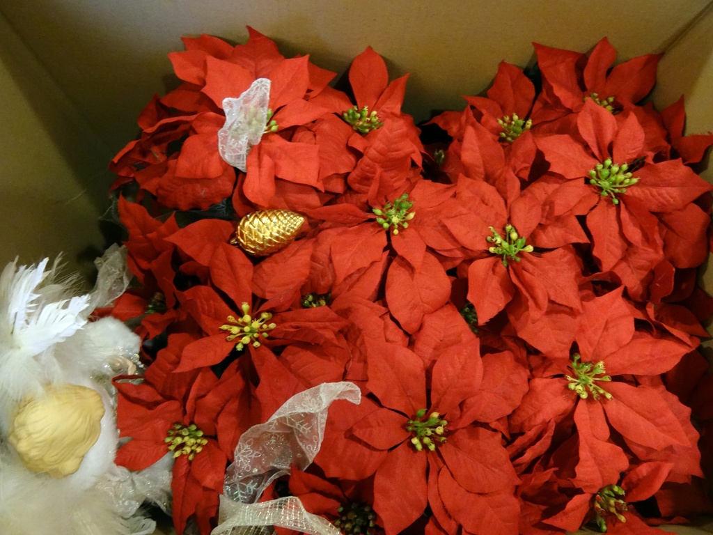 Day 210 Packing up the poinsettias by rminer