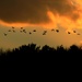 Geese In The Sunset by digitalrn