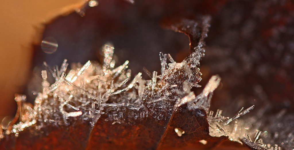Ice Crystals on a Leaf by mzzhope