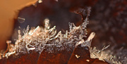 31st Dec 2013 - Ice Crystals on a Leaf