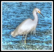 31st Dec 2013 - Egret